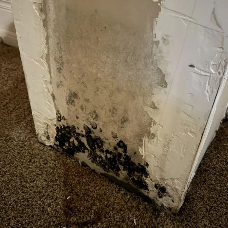 Professional Mold Removal in Willacoochee, GA